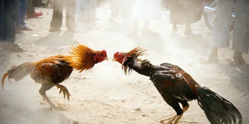 Tham khảo các hình thức kịch tính nhất hiện nay
