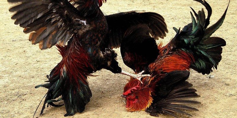Những ưu điểm hấp dẫn của chuyên mục chọi gà 88BET