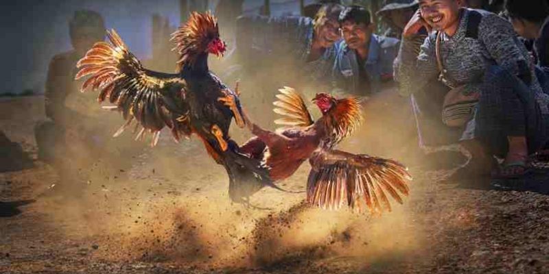 Thông tin khái quát về chuyên mục đá gà 88BET