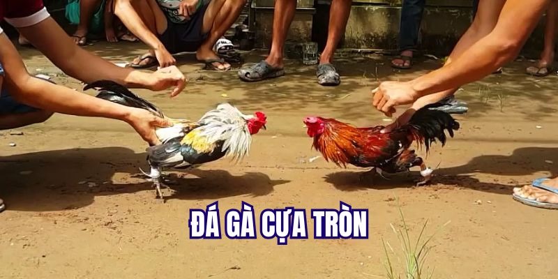 Tham gia vào thể loại đá gà chọi C1 mà bạn yêu thích
