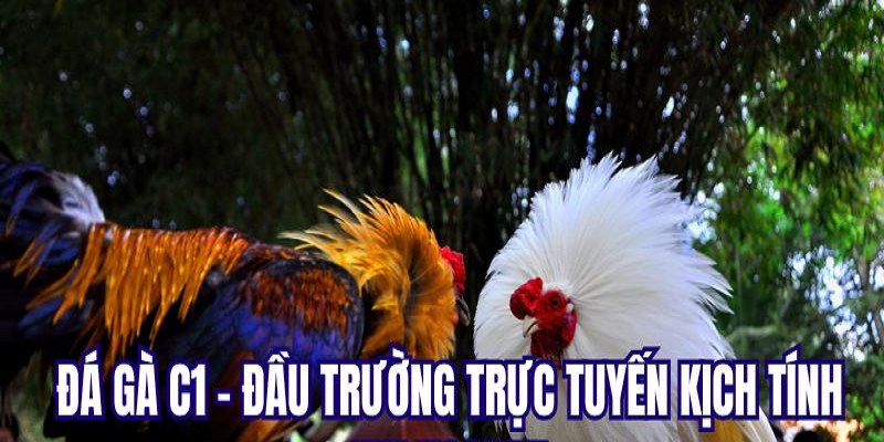 Đá gà C1 trở thành sự lựa chọn của nhiều cược thủ 2025