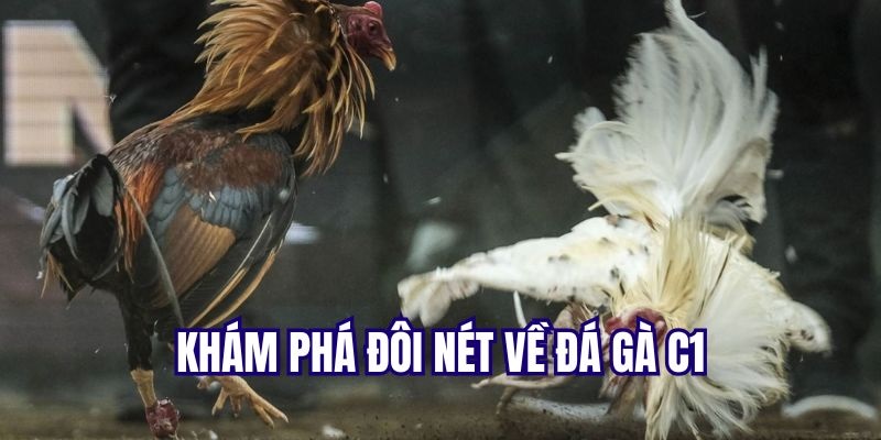 Đá gà C1