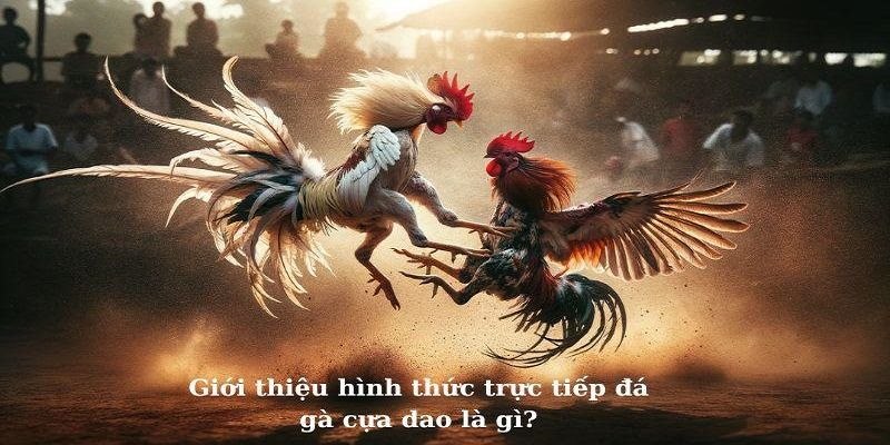Đá gà cựa dao khiến khán giả đứng ngồi không yên khi theo dõi