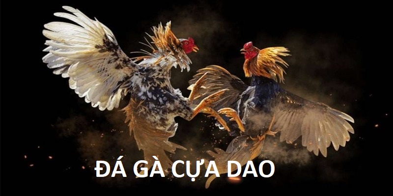 Đá gà cựa dao