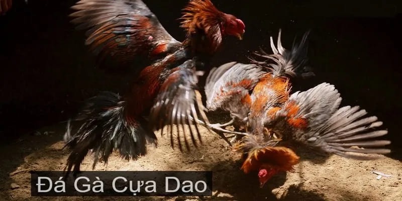 Những yếu tố nghệ thuật làm nên tên tuổi cho loại hình cựa dao