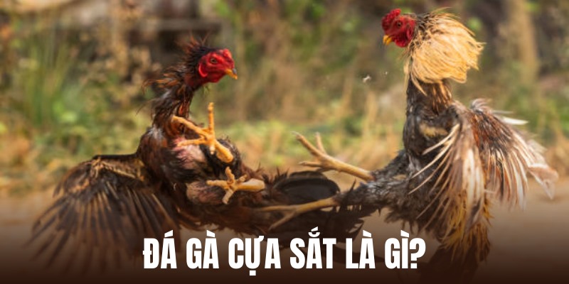 Đá gà cựa sắt - Loại hình giải trí hấp dẫn nhất 2025