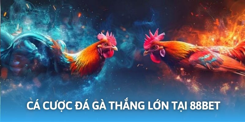 Cá cược đá gà đỉnh cao cùng nhà cái trực tuyến 88BET